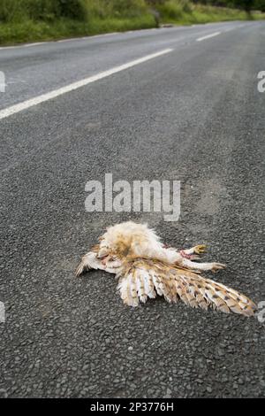 Tote Scheuneneule (Tyto alba), die auf der Landstraße durch vorbeifahrenden Verkehr getötet wurde, Wensleydale, Yorkshire Dales N.P., North Yorkshire, England, Vereint Stockfoto