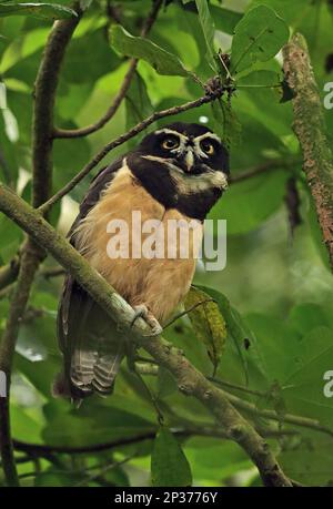 Brillenauge (Pulsatrix perspicillata chapmani), Erwachsener, hoch oben auf dem Ast, El Valle, Panama Stockfoto