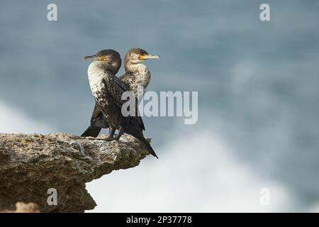 Großartiger Kormoran (Phalacrocorax carbo maroccanus) zwei Erwachsene, die auf Felsen stehen, Dakhla Bay, Westsahara Stockfoto