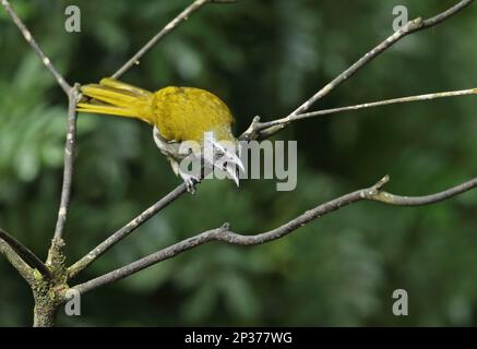 Saltator (Saltator maximus intermedius), Erwachsener, in aggressiver Haltung, hoch oben auf dem Zweig, Canopy Lodge, El Valle, Panama Stockfoto