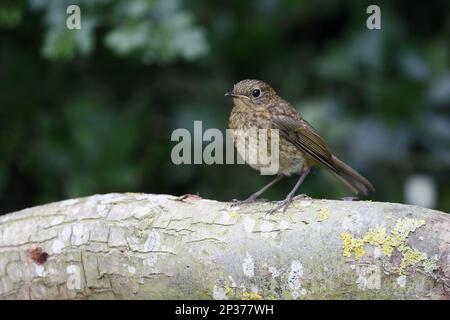 Jungfisch des Europäischen Robin (Erithacus rubecula), hoch oben in der Filiale, Warwickshire, England, Vereinigtes Königreich Stockfoto