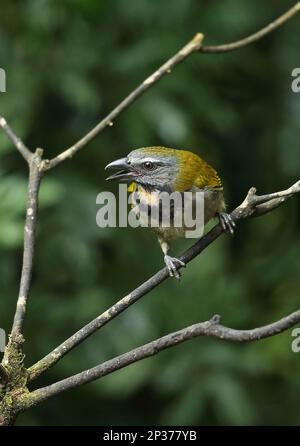 Saltator (Saltator maximus intermedius), Erwachsener, anrufend, hoch oben am Zweig, Canopy Lodge, El Valle, Panama Stockfoto