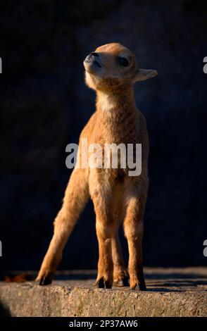 Berberschafe (Ammotragus lervia), auch Männchen, Berberschafe oder Aoudad, jung, in Gefangenschaft, Baden-Württemberg, Deutschland Stockfoto