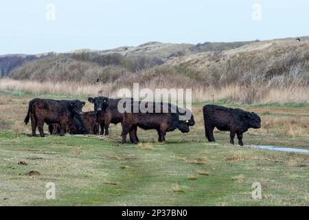 Galloway Rinder, De Muy Naturschutzgebiet, Duinen van Texel Nationalpark, Texel, Niederlande Stockfoto