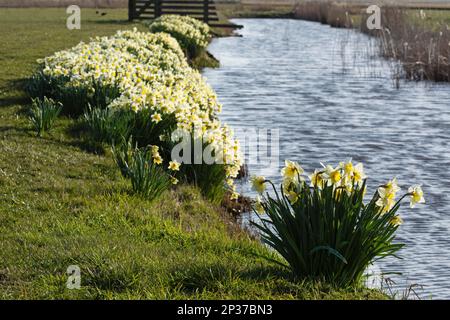 Wilde Narzissen (Narcissus pseudonarcissus) in der Flotte, Texel, Niederlande Stockfoto