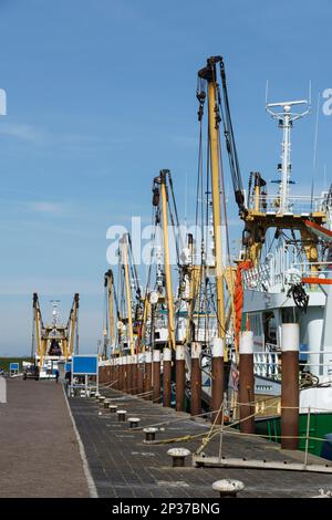 Hafen von Oudeschild, Texel, Niederlande Stockfoto