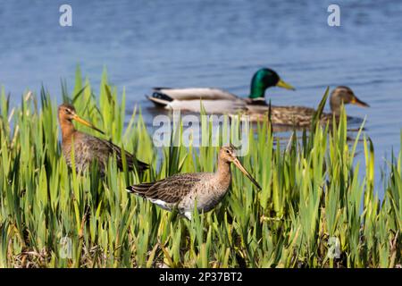 Schwarzschwanzgotten (Limosa limosa) und Stockenten, Paare, Duinen van Texel Nationalpark, Texel, Niederlande Stockfoto