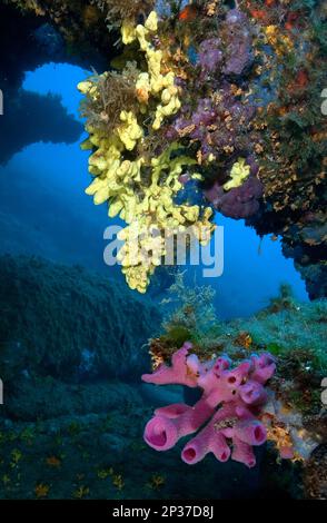 Rosafarbener Schlauchschwamm (Haliclona mediterranea), Baia Sardinien, Italien, Europa, Mittelmeer Stockfoto