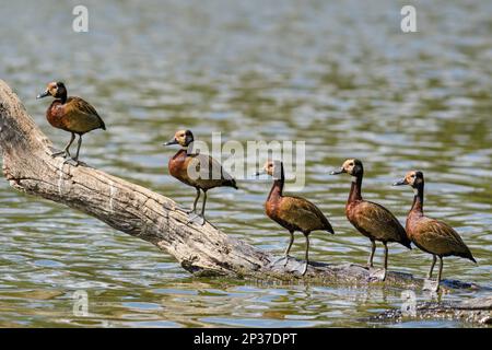 Weiße Pfeifente - Dendrocygna viduata, farbenfrohe Ente aus afrikanischen und südamerikanischen Süßwasser, Madagaskar. Stockfoto