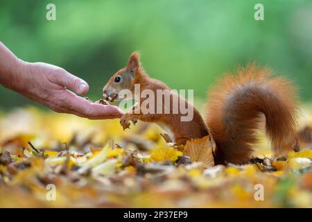 Die eurasischen roten Eichhörnchen (Sciurus vulgaris), die im Herbst Blätter ernähren, von Parkbesuchern gefüttert, zahm, Winterhaufen, Eichhörnchen, farbenfroher Herbst Stockfoto