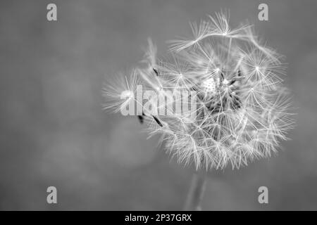 In dieser monochromen Nahaufnahme eines Löwenzahn-Blasballs (Taraxacum officinale) werden die Zerbrechlichkeit und Transienz des Lebens in Schwarz und Weiß erfasst. Stockfoto