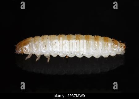 Mycetophagus Maggots, Larven, die sich von dem essbaren Rotten-Cap-Pilz ernähren. Stockfoto