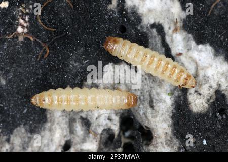 Mycetophagus Maggots, Larven, die sich von dem essbaren Rotten-Cap-Pilz ernähren. Stockfoto