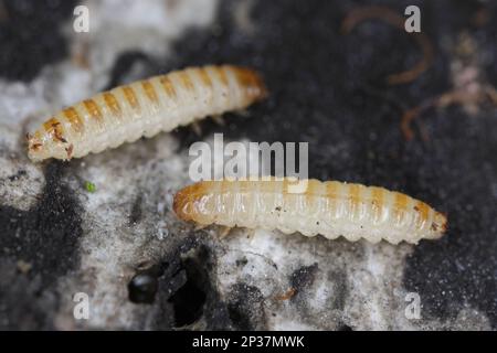 Mycetophagus Maggots, Larven, die sich von dem essbaren Rotten-Cap-Pilz ernähren. Stockfoto