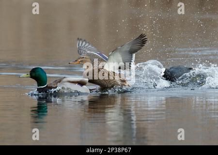 Ein Paar Mallard-Enten, die von einem Coot, RSPB Lakenheath Fen in Norfolk England gesehen wurden Stockfoto