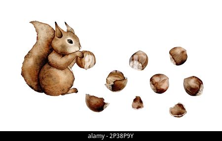 Eichhörnchen Waldtiere Aquarell. Haselnusselemente eingestellt. Handgezeichnete Aquarelldarstellung. Ganze Scheiben, isolierte Kompositionen, handbemalt Stockfoto