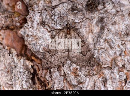 Wintermotte (Operophtera brumata), Ovronnaz, Wallis, Schweiz Stockfoto