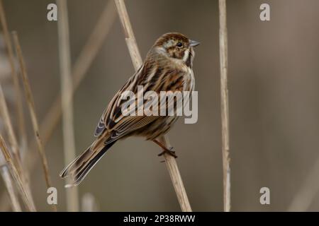 Ein Common Reed Bunting auf der Suche nach Essen in den Schilfbeeten am RSPB Lakenheath Fen in Norfolk, England Stockfoto