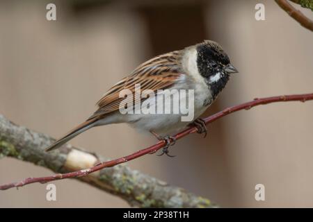 Ein Common Reed Bunting auf der Suche nach Essen in den Schilfbeeten am RSPB Lakenheath Fen in Norfolk, England Stockfoto