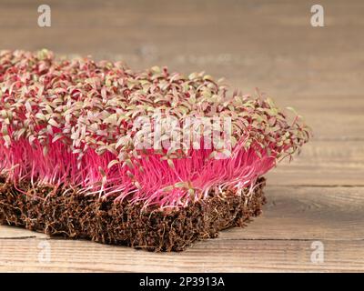 Anbau von Mikrogrün. Heim Mini Gemüsegarten. Junge Amaranthen-Schüsse mit lila Stielen auf einem Holztisch. Seitenansicht, Nahaufnahme, rustikaler Stil Stockfoto