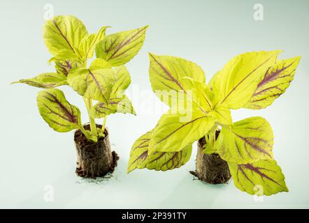 Die Mini-Setzlinge der Coleus-Pflanze mit bunt gefärbten, hellgelben Blättern sind auf hellem Hintergrund für die Frühjahrspflanzung bereit Stockfoto