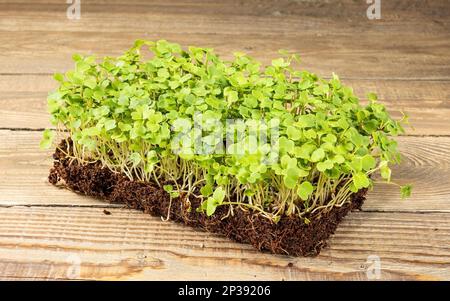 Anbau von Mikrogrün. Junge Rutschtorten, verzehrfertig, auf einem Holztisch. Rustikaler Stil. Stockfoto