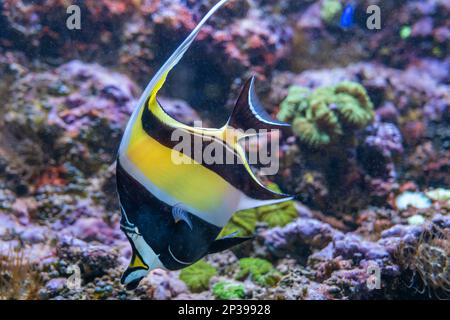 Die maurischen Idole (Zanclus cornutus) Meeresfische der Familie Zanclidae, Bewohner tropischer bis subtropischer Riffe und Lagunen des indo-pazifischen Regio Stockfoto