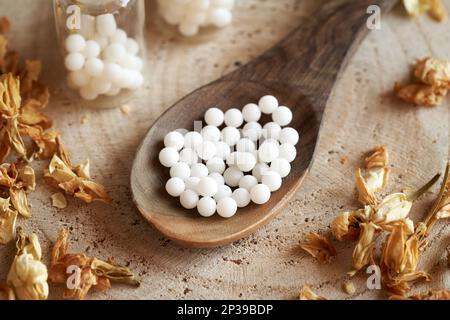 Homöopathische Pillen oder Globen auf einem Holzlöffel mit getrockneten Kräutern. Alternativmedizin. Stockfoto