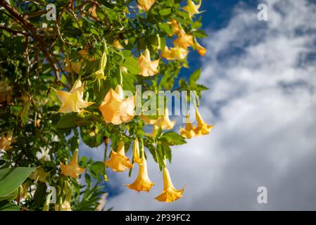 Meist verschwommene Peach-Engel trompeten orangefarbene Blumen auf grünem Laubhintergrund Stockfoto