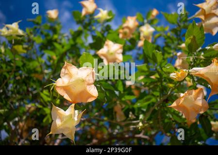 Meist verschwommene Peach-Engel trompeten orangefarbene Blumen auf grünem Laubhintergrund Stockfoto