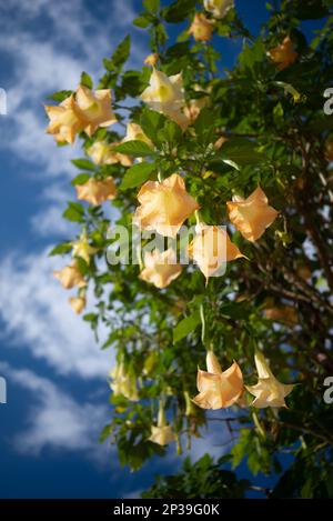 Meist verschwommene Peach-Engel trompeten orangefarbene Blumen auf grünem Laubhintergrund Stockfoto