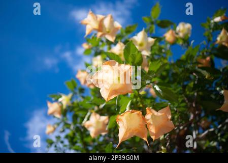 Meist verschwommene Peach-Engel trompeten orangefarbene Blumen auf grünem Laubhintergrund Stockfoto