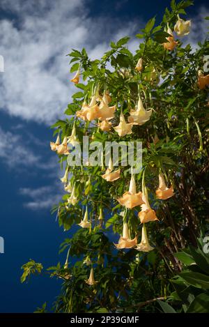 Meist verschwommene Peach-Engel trompeten orangefarbene Blumen auf grünem Laubhintergrund Stockfoto