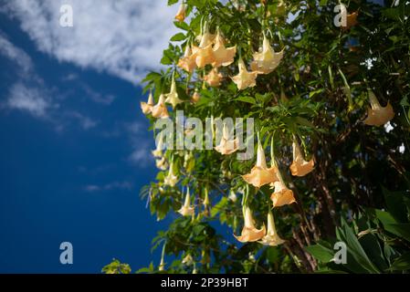 Meist verschwommene Peach-Engel trompeten orangefarbene Blumen auf grünem Laubhintergrund Stockfoto