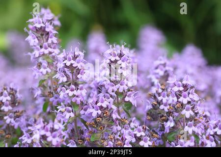 Breckland Thyme, Thymus serpyllum, auch bekannt als Kriechthymian, Wildthymian, Wildblütenpflanze aus Finnland Stockfoto