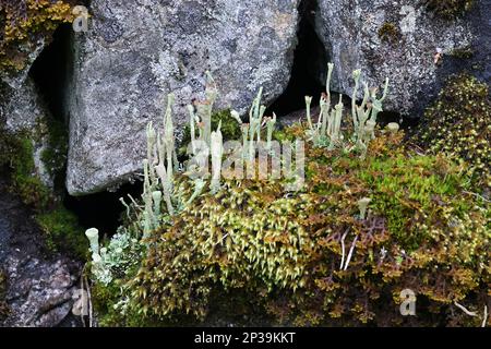 Cladonia gracilis subsp. Turbinata, eine Flechte aus Finnland, kein gebräuchlicher englischer Name Stockfoto