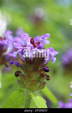 Prunella vulgaris, allgemein bekannt als Selbstheilung, Heilkraut, Herz-der-Erde oder Wundkraut, wild blühende Pflanze aus Finnland Stockfoto