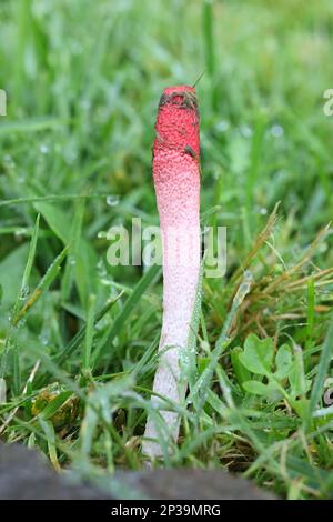 Mutinus ravenelii, als die rote Exemplar des Gemeinen Stinkmorchels bekannt, Pilze aus Finnland Stockfoto