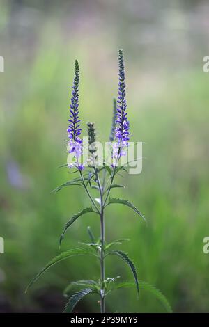 Langblättriger Speedwell, Veronica longifolia, auch bekannt als Garden Speedwell, Wildblütenpflanze aus Finnland Stockfoto