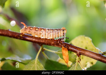 Caterpillar Bedstraw Hawk Moth kriecht bei Regen auf einem Ast. Caterpillar (Hyles gallii) der Bettstroh-Falkenmotte oder galium sphinx, ist eine Motte von Th Stockfoto