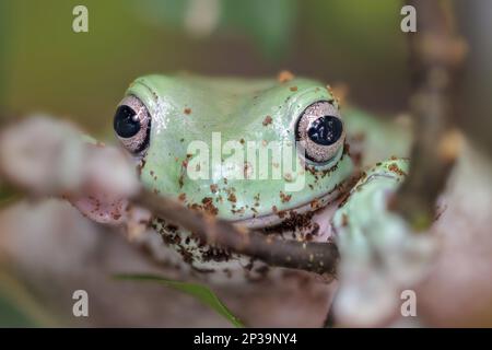 Australischer Blaubaumfrosch, Litoria (Litoria caerulea). Stockfoto