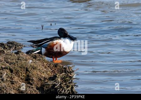 Nordschaufel (Anas clypeata oder abwechselnd Spatula clypeata genannt) männliche Ente, West Sussex, England, Vereinigtes Königreich Stockfoto