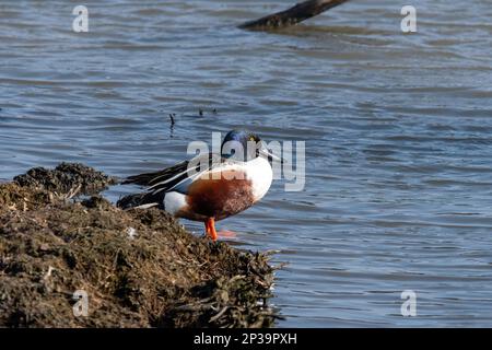 Nordschaufel (Anas clypeata oder abwechselnd Spatula clypeata genannt) männliche Ente, West Sussex, England, Vereinigtes Königreich Stockfoto