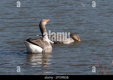 Ein Paar Graugans (Anser anser) Stockfoto