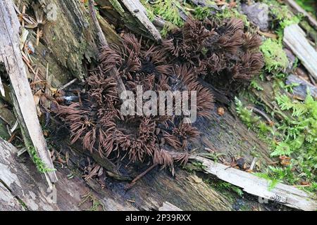 Stemonitis fusca, Rohrschleim aus Finnland, kein gebräuchlicher englischer Name Stockfoto