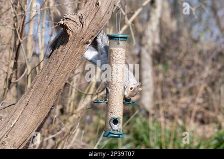 Graues Eichhörnchen (Sciurus carolinensis), das Samen einer Vogelzucht in einem Naturschutzgebiet in West Sussex, England, füttert Stockfoto