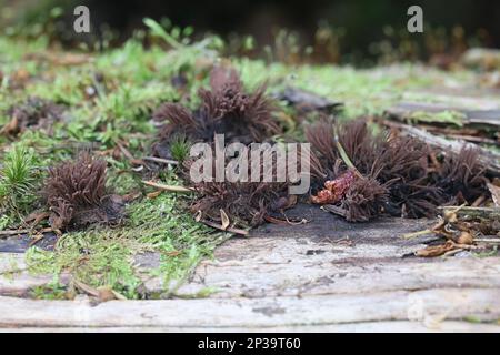 Stemonitis fusca, Rohrschleim aus Finnland, kein gebräuchlicher englischer Name Stockfoto