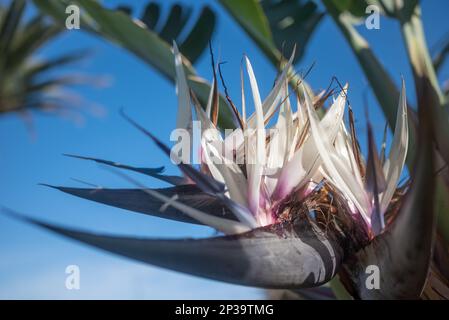 Hauptsächlich verschwommene tropische Blumen im Nahbereich. Weißer Paradiesvogel-Baum Stockfoto