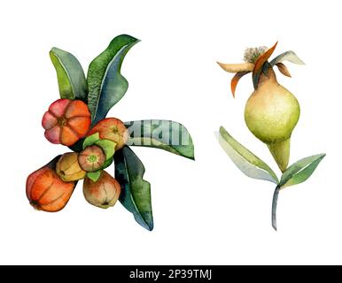 Aquarell Granatapfel Botanisches Illustrationsset mit Zweigen, jungen Früchten und Flowe isoliert auf weißem Hintergrund. Stockfoto