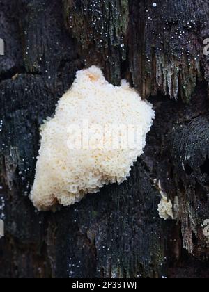 Antrodiella serpula, ein Polyporenpilz, der in Finnland auf Hasel wächst, kein gebräuchlicher englischer Name Stockfoto